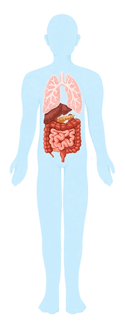 Illustration of an anonymous healthy donor in silhouette, with visible solid organs.